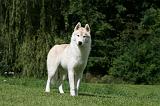 SIBERIAN HUSKY 964